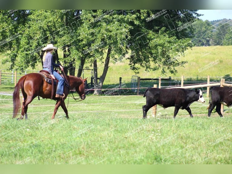 American Quarter Horse Giumenta 7 Anni 152 cm Sauro ciliegia in Clarion, PA