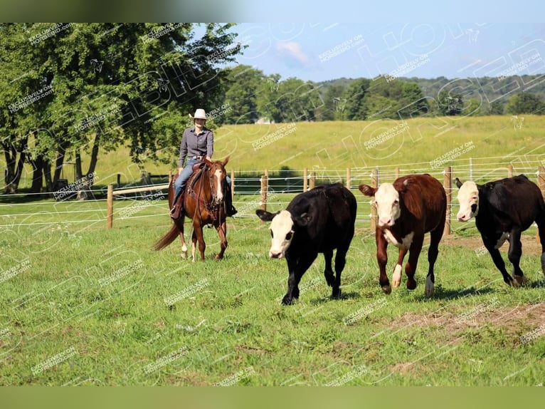 American Quarter Horse Giumenta 7 Anni 152 cm Sauro ciliegia in Clarion, PA