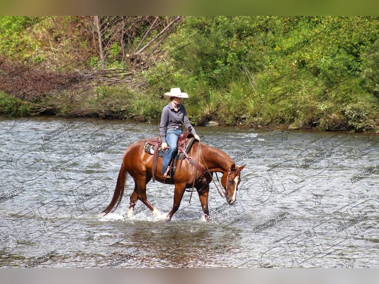 American Quarter Horse Giumenta 7 Anni 152 cm Sauro ciliegia in Clarion, PA