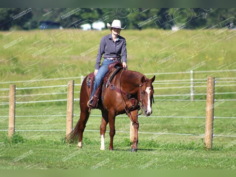 American Quarter Horse Giumenta 7 Anni 152 cm Sauro ciliegia in Clarion, PA