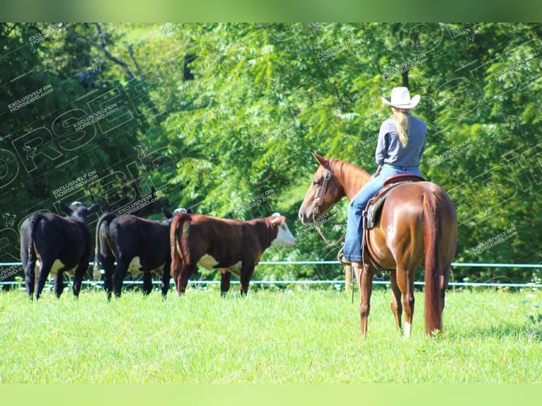 American Quarter Horse Giumenta 7 Anni 152 cm Sauro ciliegia in Clarion, PA