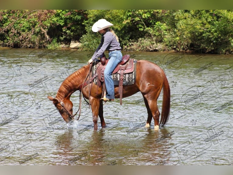 American Quarter Horse Giumenta 7 Anni 152 cm Sauro ciliegia in Clarion, PA