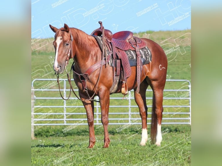 American Quarter Horse Giumenta 7 Anni 152 cm Sauro ciliegia in Clarion, PA