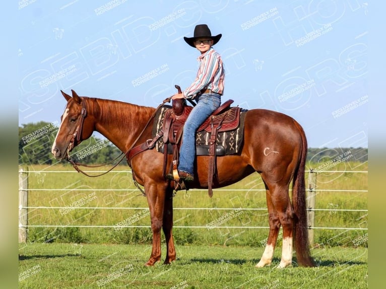 American Quarter Horse Giumenta 7 Anni 152 cm Sauro ciliegia in Clarion, PA