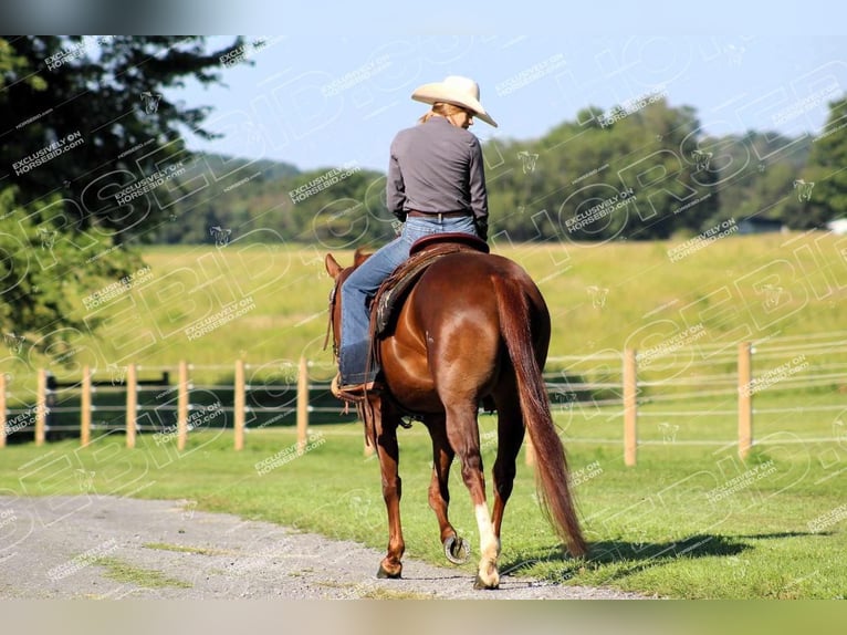 American Quarter Horse Giumenta 7 Anni 152 cm Sauro ciliegia in Clarion, PA