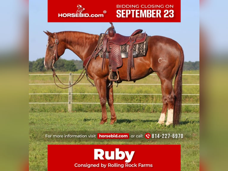 American Quarter Horse Giumenta 7 Anni 152 cm Sauro ciliegia in Clarion, PA