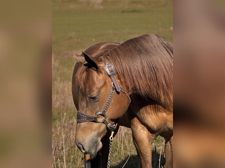 American Quarter Horse Giumenta 7 Anni 152 cm Sauro ciliegia in Staunton