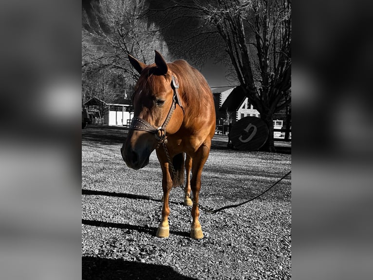 American Quarter Horse Giumenta 7 Anni 152 cm Sauro ciliegia in Staunton
