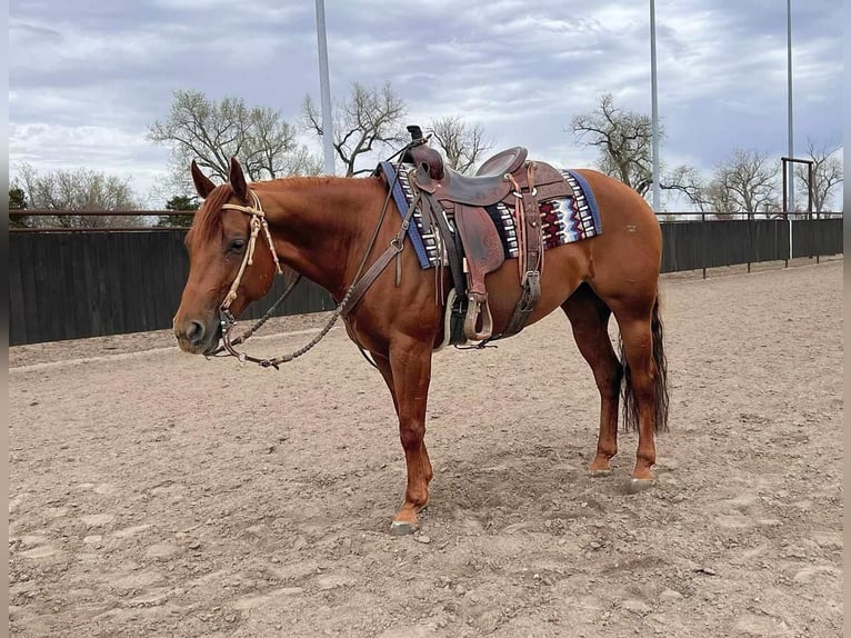 American Quarter Horse Giumenta 7 Anni 152 cm Sauro ciliegia in Grand Island