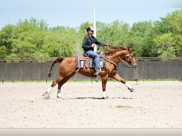 American Quarter Horse Giumenta 7 Anni 152 cm Sauro ciliegia in Grand Island