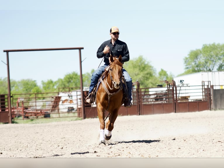 American Quarter Horse Giumenta 7 Anni 152 cm Sauro ciliegia in Grand Island