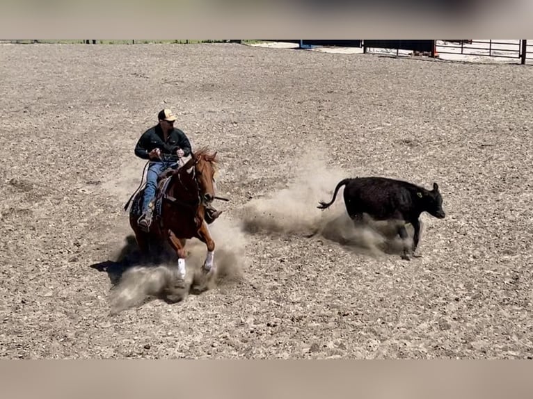 American Quarter Horse Giumenta 7 Anni 152 cm Sauro ciliegia in Grand Island