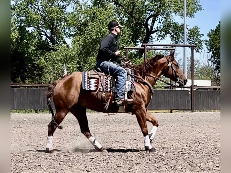 American Quarter Horse Giumenta 7 Anni 152 cm Sauro ciliegia in Grand Island