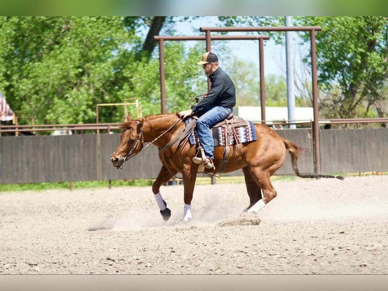 American Quarter Horse Giumenta 7 Anni 152 cm Sauro ciliegia in Grand Island