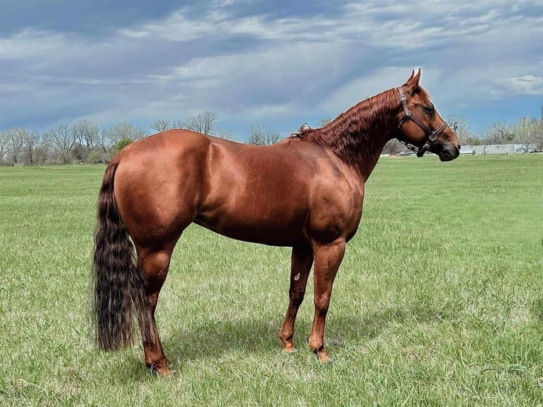 American Quarter Horse Giumenta 7 Anni 152 cm Sauro ciliegia in Grand Island