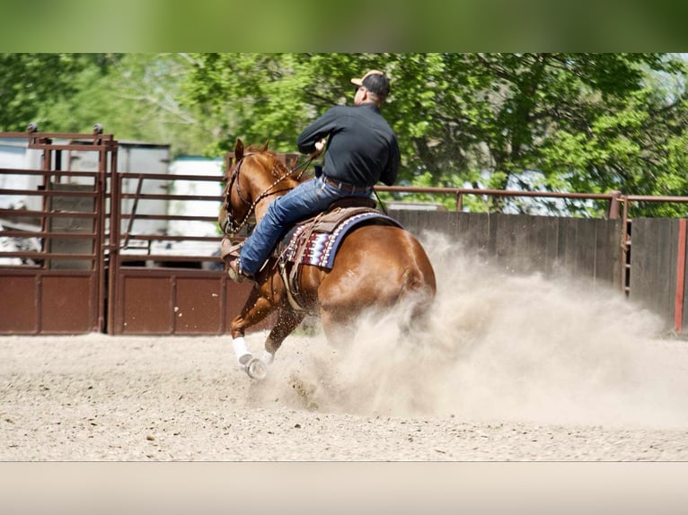 American Quarter Horse Giumenta 7 Anni 152 cm Sauro ciliegia in Grand Island