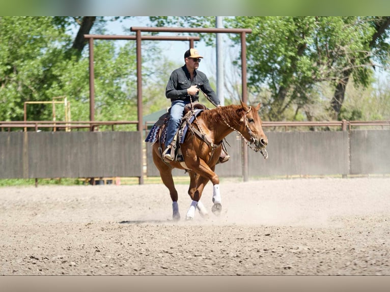 American Quarter Horse Giumenta 7 Anni 152 cm Sauro ciliegia in Grand Island