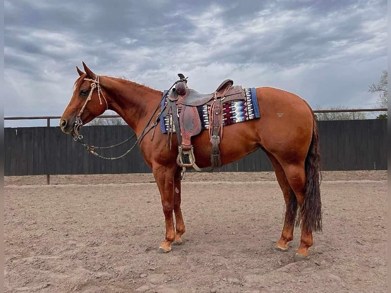 American Quarter Horse Giumenta 7 Anni 152 cm Sauro ciliegia in Grand Island