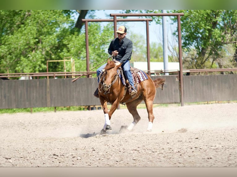 American Quarter Horse Giumenta 7 Anni 152 cm Sauro ciliegia in Grand Island