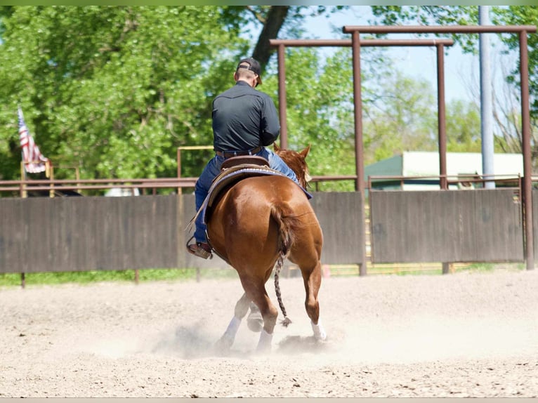 American Quarter Horse Giumenta 7 Anni 152 cm Sauro ciliegia in Grand Island