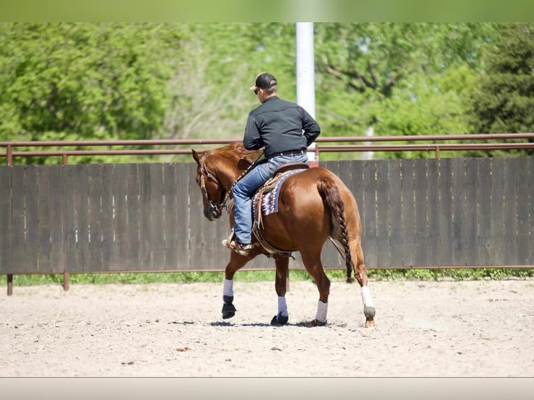 American Quarter Horse Giumenta 7 Anni 152 cm Sauro ciliegia in Grand Island