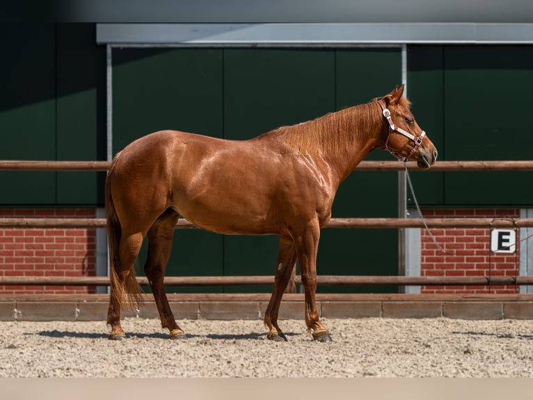 American Quarter Horse Giumenta 7 Anni 152 cm Sauro in KerpenKerpen