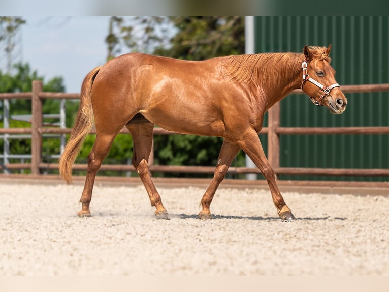 American Quarter Horse Giumenta 7 Anni 152 cm Sauro in KerpenKerpen