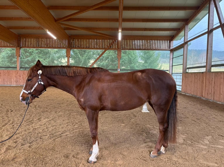 American Quarter Horse Giumenta 7 Anni 152 cm Sauro scuro in Durchhausen