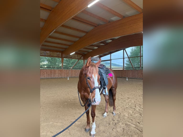 American Quarter Horse Giumenta 7 Anni 152 cm Sauro scuro in Durchhausen