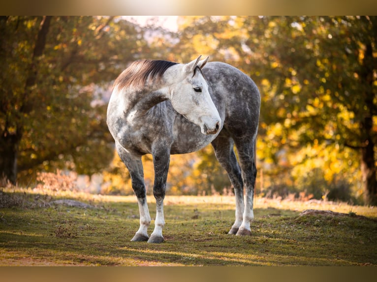 American Quarter Horse Giumenta 7 Anni 153 cm Grigio in sant joan de les abadesses