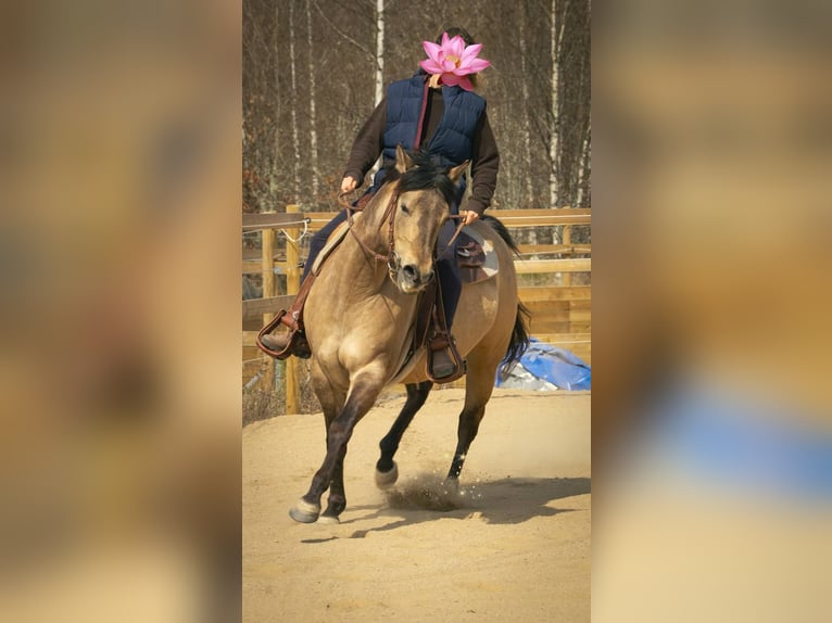 American Quarter Horse Giumenta 7 Anni 153 cm in Hallabro