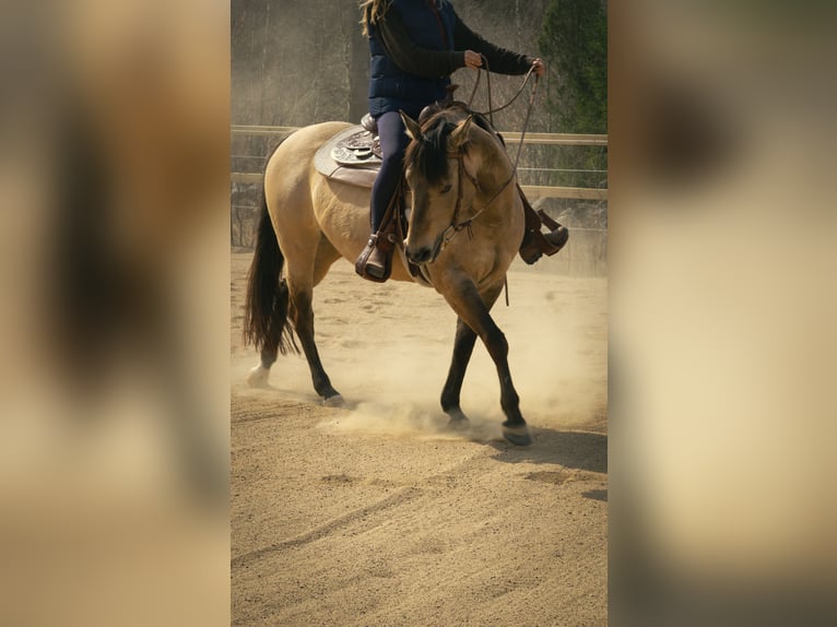 American Quarter Horse Giumenta 7 Anni 153 cm in Hallabro