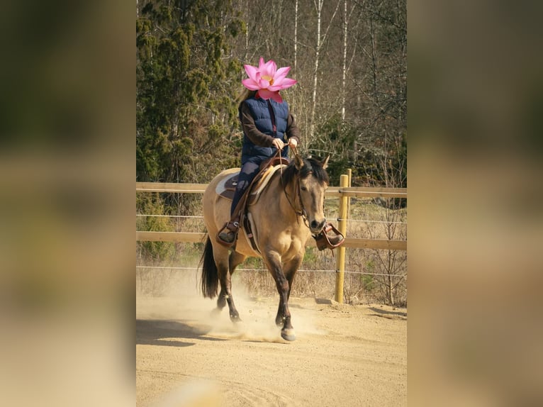 American Quarter Horse Giumenta 7 Anni 153 cm in Hallabro