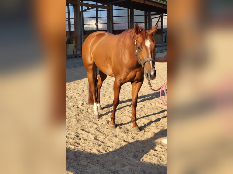 American Quarter Horse Giumenta 7 Anni 153 cm Sauro in Stephanskirchen