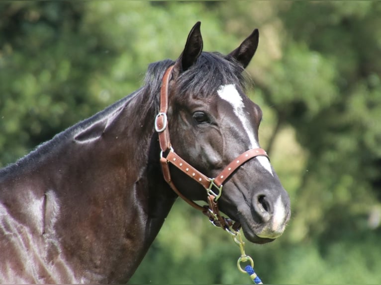 American Quarter Horse Giumenta 7 Anni 154 cm Morello in SchwarzachSchwarzach