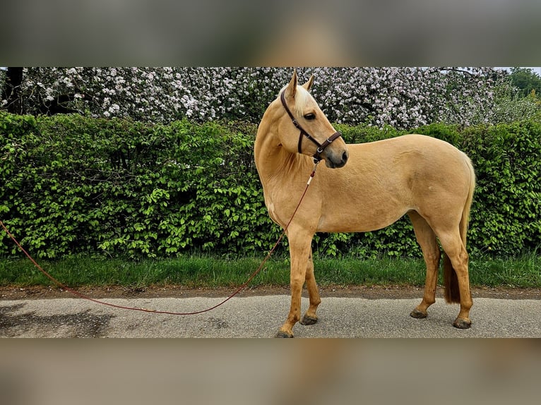 American Quarter Horse Giumenta 7 Anni 154 cm Palomino in Alterkülz