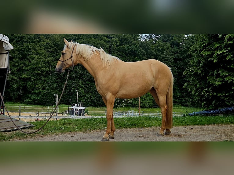 American Quarter Horse Giumenta 7 Anni 154 cm Palomino in Alterkülz