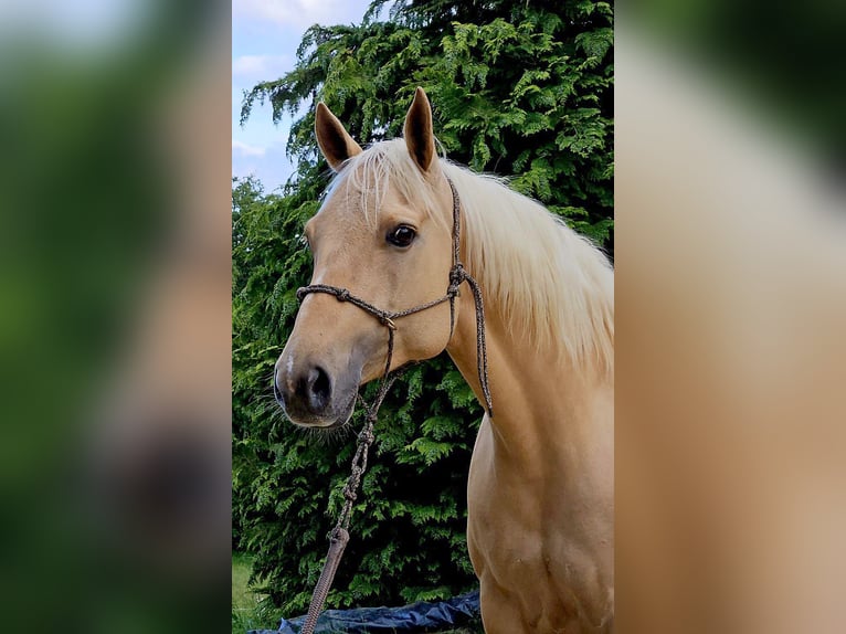 American Quarter Horse Giumenta 7 Anni 154 cm Palomino in Alterkülz