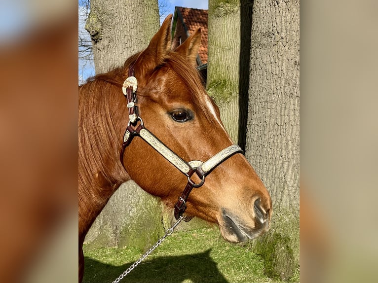 American Quarter Horse Giumenta 7 Anni 154 cm Sauro in Wedemark