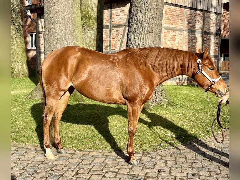 American Quarter Horse Giumenta 7 Anni 154 cm Sauro in Wedemark