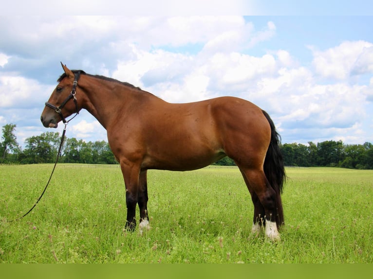 American Quarter Horse Giumenta 7 Anni 155 cm Baio ciliegia in Highland Mi