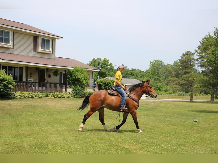 American Quarter Horse Giumenta 7 Anni 155 cm Baio ciliegia in Highland Mi