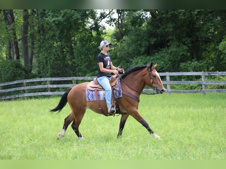 American Quarter Horse Giumenta 7 Anni 155 cm Baio ciliegia in Highland Mi