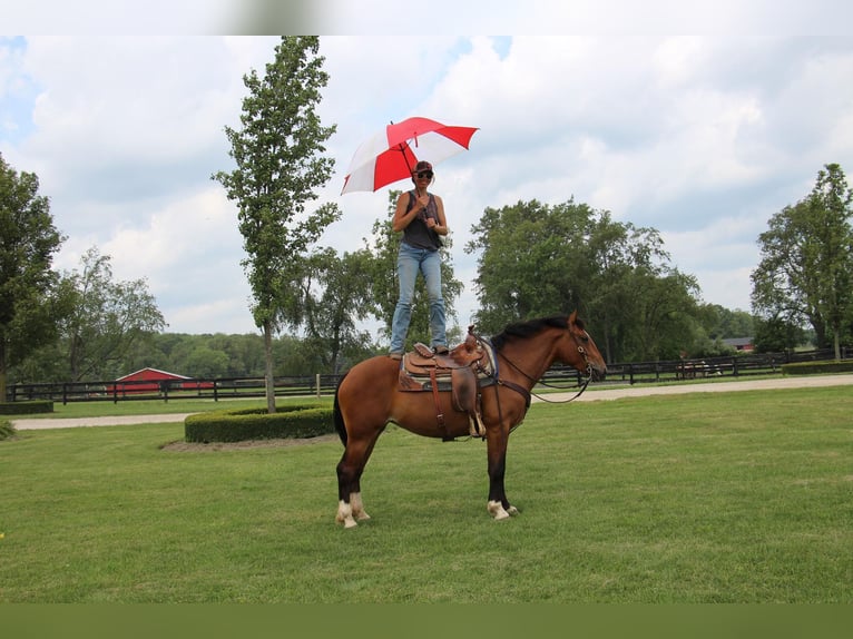 American Quarter Horse Giumenta 7 Anni 155 cm Baio ciliegia in Highland Mi