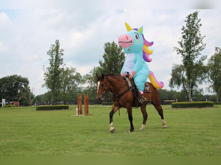 American Quarter Horse Giumenta 7 Anni 155 cm Baio ciliegia in Highland Mi