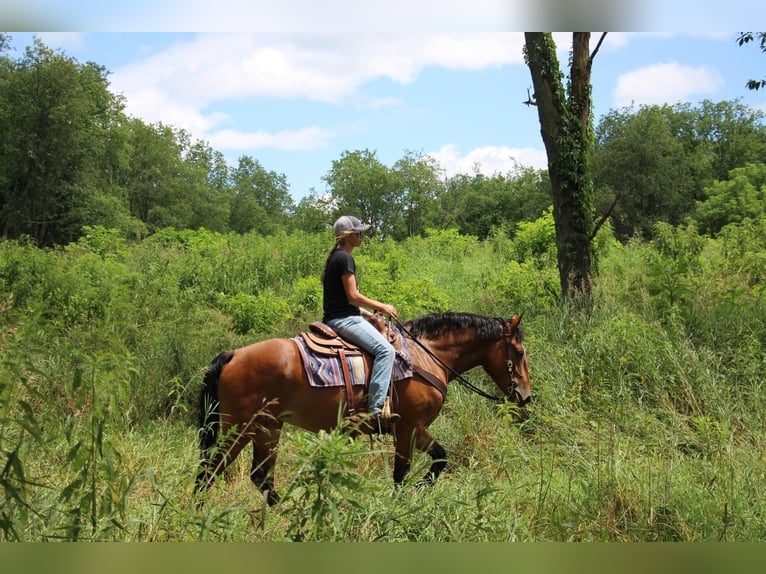 American Quarter Horse Giumenta 7 Anni 155 cm Baio ciliegia in Highland Mi