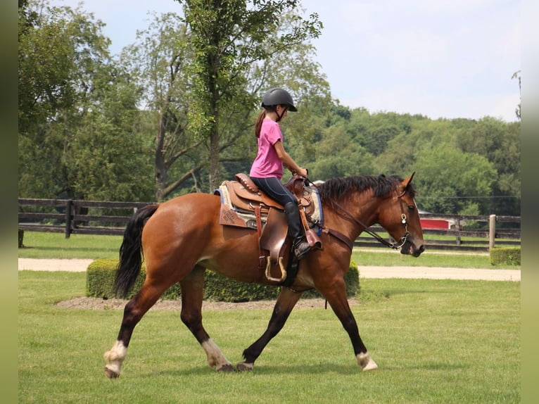 American Quarter Horse Giumenta 7 Anni 155 cm Baio ciliegia in Highland Mi