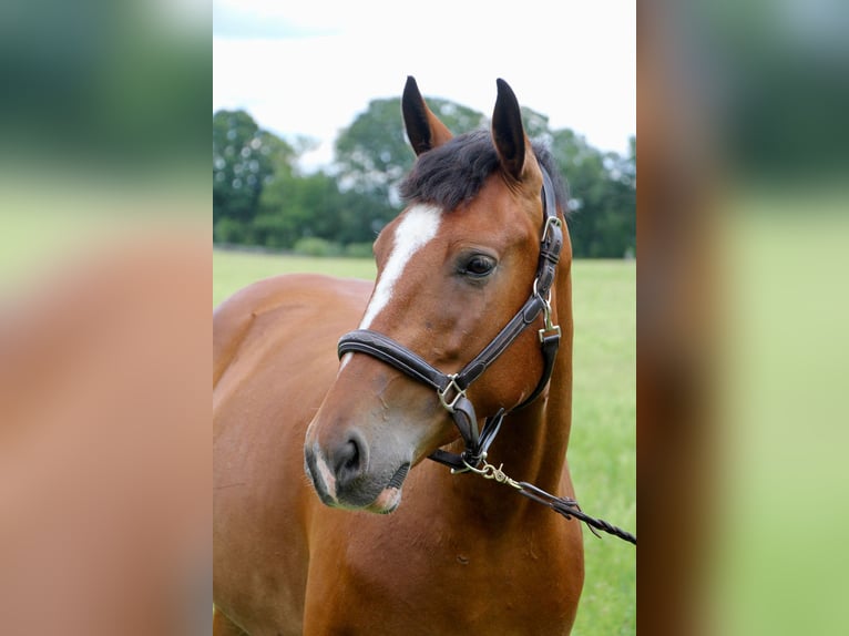 American Quarter Horse Giumenta 7 Anni 155 cm Baio ciliegia in Highland Mi