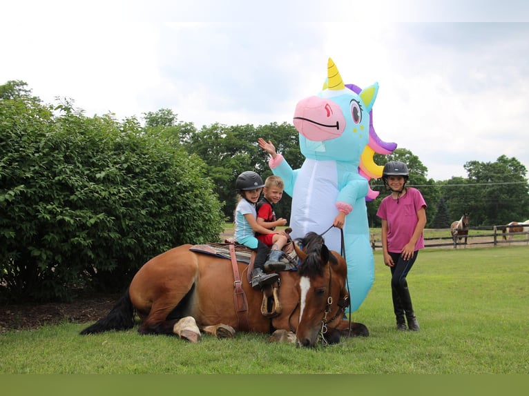 American Quarter Horse Giumenta 7 Anni 155 cm Baio ciliegia in Highland Mi