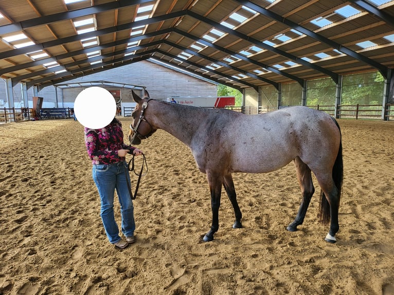 American Quarter Horse Giumenta 7 Anni 155 cm Baio roano in Itegem